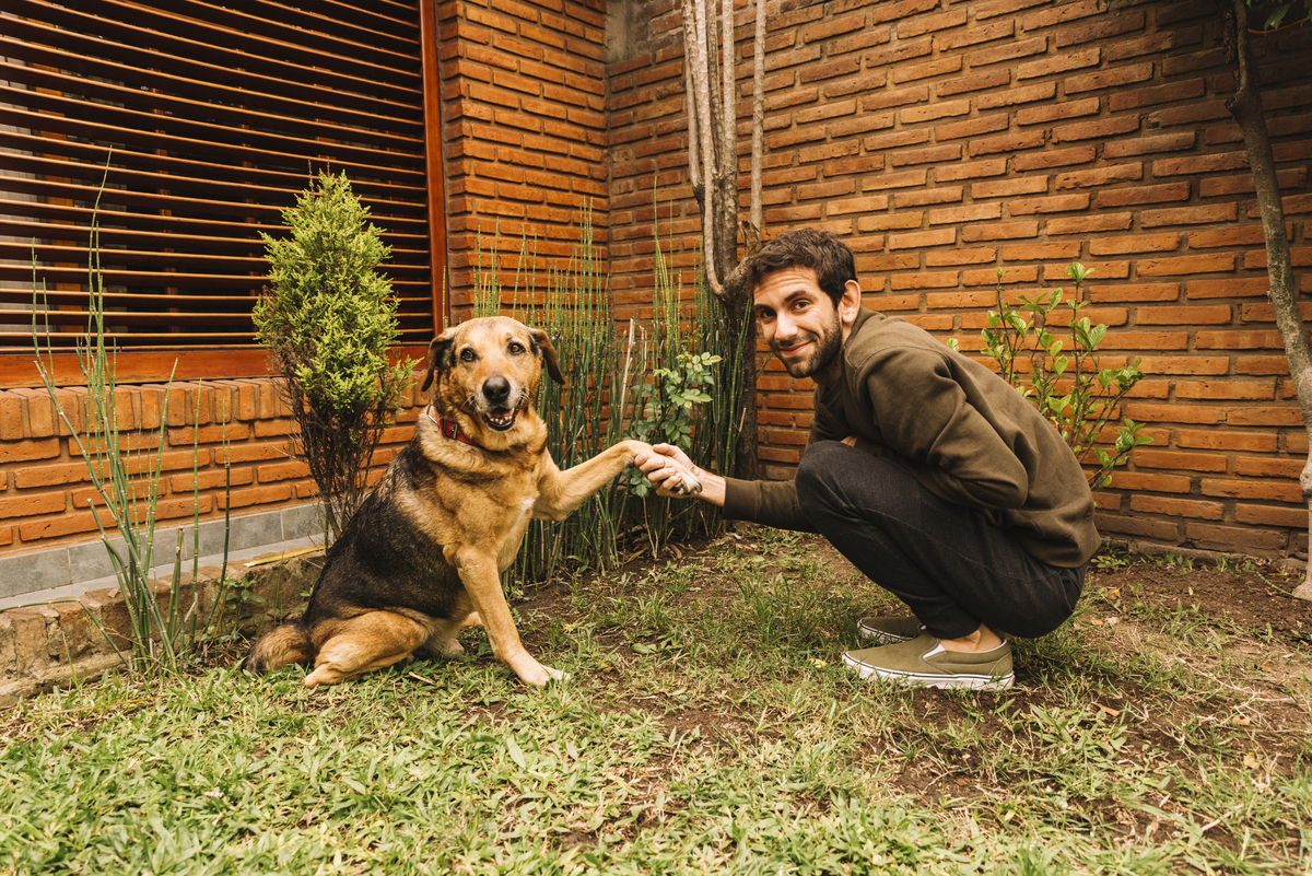 pet e companheiro post gatopetcao como seu cão feliz